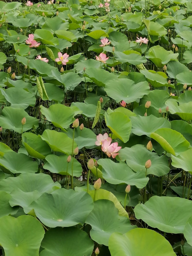 «В КРАЮ РЕЧНОГО ЛОТОСА» 
